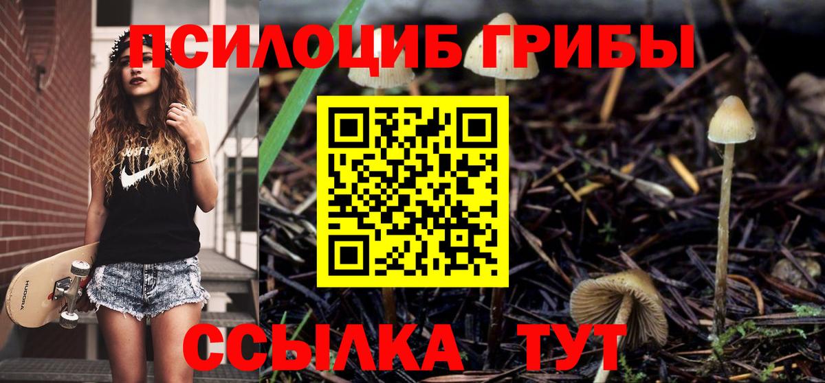 Галлюциногенные грибы Psilocybe Вышний Волочёк
